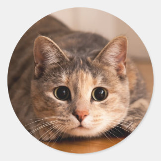 Speels kattenvel van Stickers