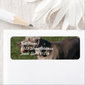 Speels Weimaraner Dog Mailing Label (Insitu)