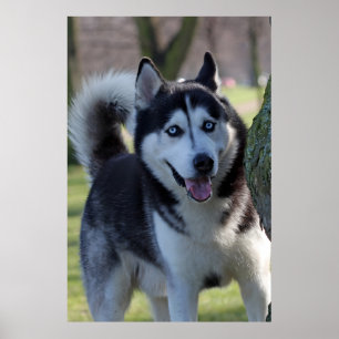 Speelse Alaska Husky slee Hond Mooie Art Print