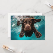 Speelse chocolade labrador zwemmen onder water kaart (Voorkant / Achterkant in situ)