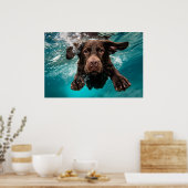 Speelse chocolade labrador zwemmen onder water poster (Keuken)