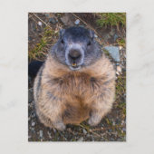 Speelse Groundhog Close-up Wildlife Briefkaart (Voorkant)