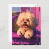 Speelse Knuffelige Shih Tzu Puppy Lachen (Dog Days Feestdagenkaart (Voorkant / Achterkant)