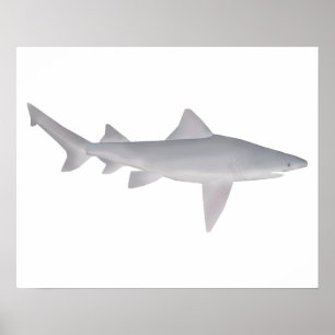 speertandhaai poster