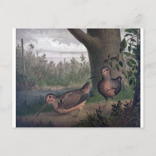 Spel-vogels-houtsnippers-schilderen. Briefkaart