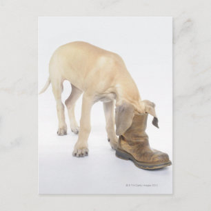 spelen, vriendelijkheid, nieuwsgierigheid briefkaart