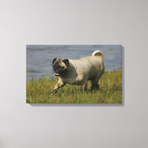 Spelend nabij water canvas afdruk
