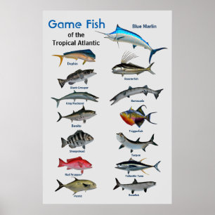 Spelvis van het tropisch Poster in de Atlantische