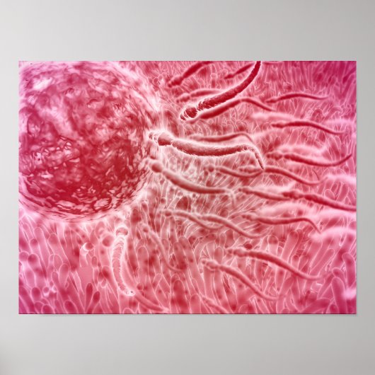 Sperm die naar eieren met Cellia gaat Poster (Voorkant)