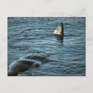 Sperm Whale Briefkaart