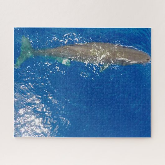 Sperm Whale Legpuzzel (Horizontaal)