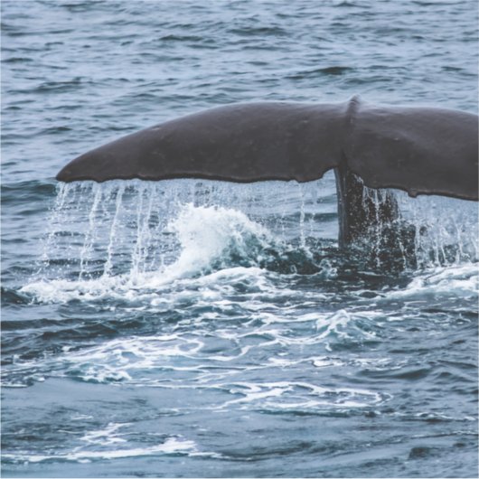 Sperm Whale Sticker (Voorkant)