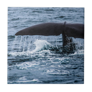 Sperm Whale Tegeltje