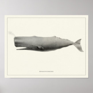 Spermawalvis + Poster