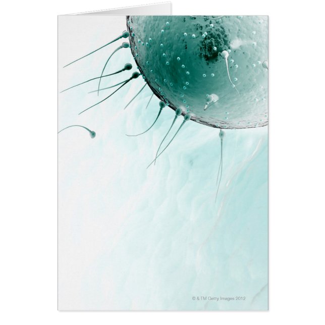 Sperme Fertilisant un Ovum. (Devant)