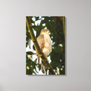 Sperwer  canvas afdruk