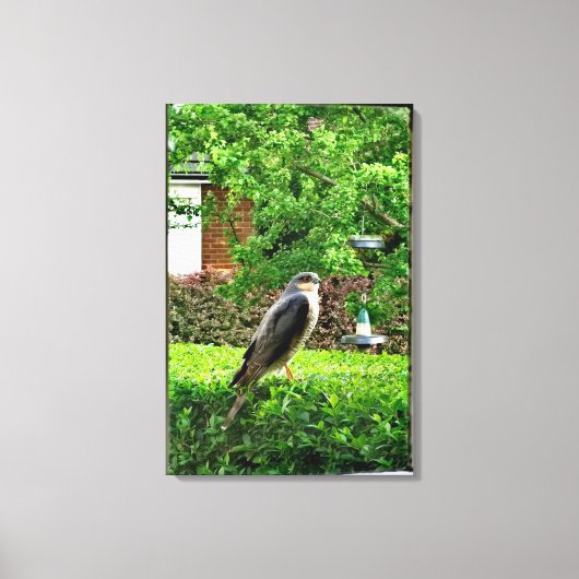 Sperwer In Mijn Tuin Canvas Afdruk (Voorkant)