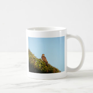Sperwer Koffiemok