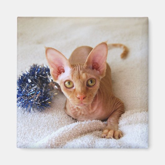 Sphinx Cat met Blue Tinsel Magnet Magneet (Voorkant)