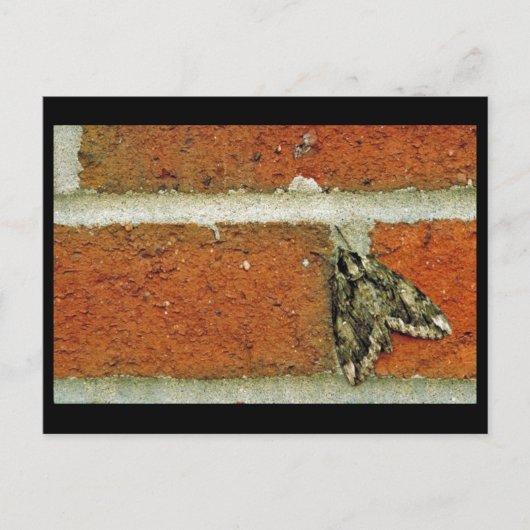 Sphinx moth briefkaart (Voorkant)