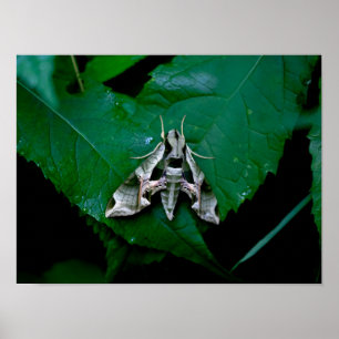 Sphinx Moth op Green Leaf Poster