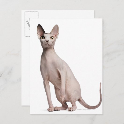 Sphynx (13 maanden oud) briefkaart (Voorkant / Achterkant)