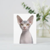 Sphynx (7 maanden oud) briefkaart (Staand voorkant)