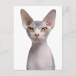 Sphynx (7 maanden oud) briefkaart