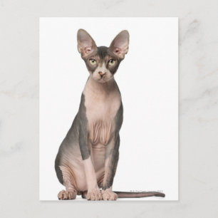 Sphynx (7 maanden oud) zittend briefkaart