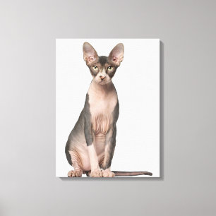 Sphynx (7 maanden oud) zittend canvas afdruk