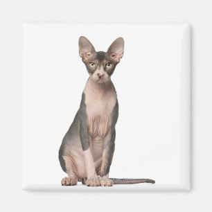 Sphynx (7 maanden oud) zittend magneet