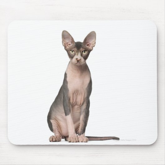 Sphynx (7 maanden oud) zittend muismat (Voorkant)