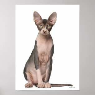 Sphynx (7 maanden oud) zittend poster