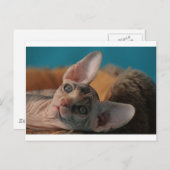 Sphynx Briefkaart (Voorkant / Achterkant)