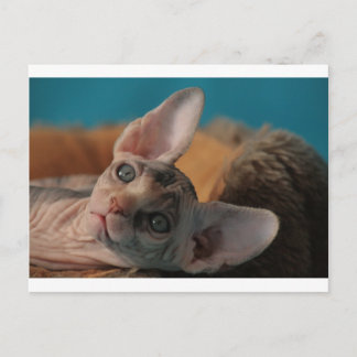 Sphynx Briefkaart