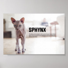 Sphynx Cat Breed Poster