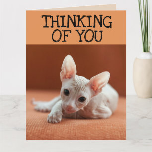 SPHYNX CAT DENKT AAN JE WENSKAART KAART