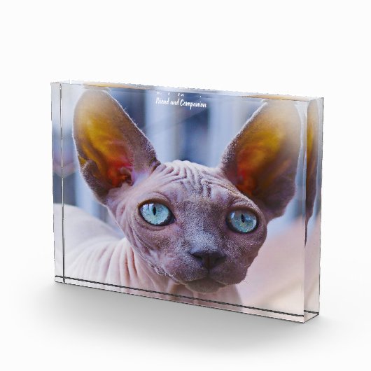 Sphynx Cat Fotoblokken (Rechts)