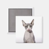 Sphynx Cat met tong uit Magneet (Voorkant / Achterkant)