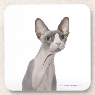 Sphynx Cat met verraste expressie Bier Onderzetter