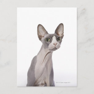 Sphynx Cat met verraste expressie Briefkaart