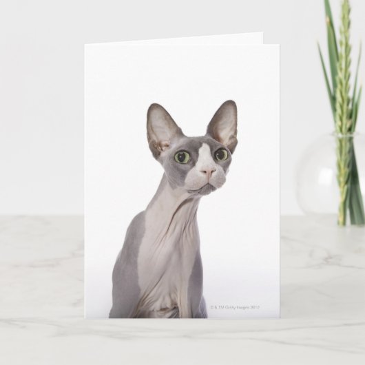 Sphynx Cat met verraste expressie Kaart (Voorkant)