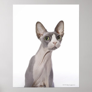Sphynx Cat met verraste expressie Poster