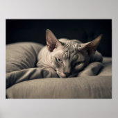 Sphynx Cat Poster (Voorkant)