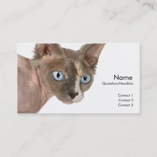Sphynx Cat Profile Card Visitekaartje (Voorkant)