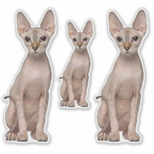 Sphynx Cat Stickers (Voorkant)