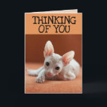 SPHYNX CHAT PENSER À VOUS CARTES DE RECONNAISSANCE<br><div class="desc">CHAT SANS CHEVEUX PENSER À VOTRE CARTE</div>