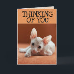 SPHYNX CHAT PENSER À VOUS CARTES DE RECONNAISSANCE<br><div class="desc">CHAT SANS CHEVEUX PENSER À VOTRE CARTE</div>