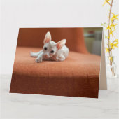 SPHYNX CHAT SANS CHEVEUX CARTES DE SALUT D'ANNIVER (Fleur jaune)