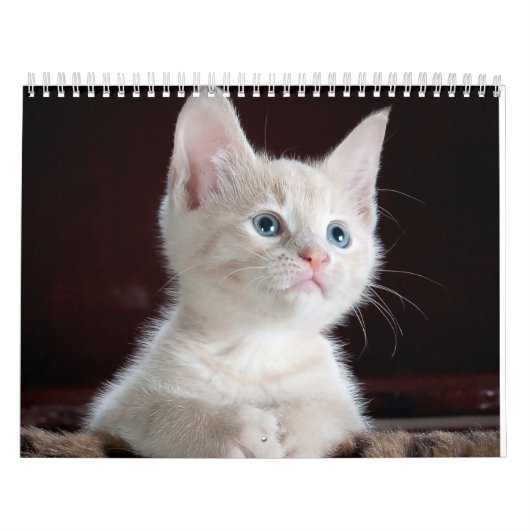 sphynx Cute Cat Kalender (Hoes)